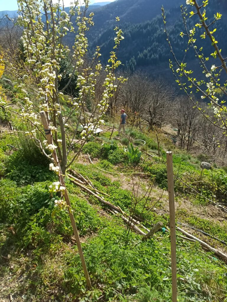 Paysage de terrasses cévenoles autour de Lou Palet et Au Bois Tordu